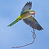 Monk Parrots in the Studio
