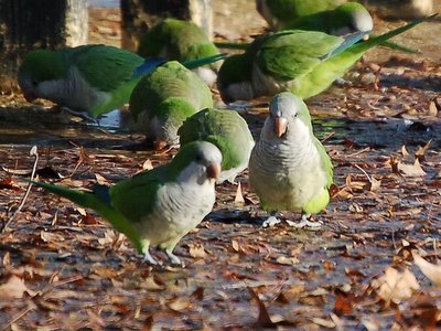 Monk Parrot Aggression - This parrot looks bugged
