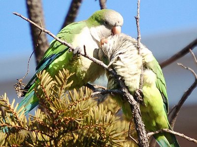 Amorous parrots on Brooklyn's Avenue I