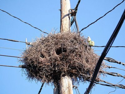 Parrot nest on 27th and Avenue I Brooklyn New York