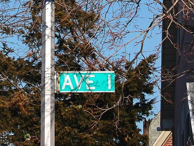 Wild monk parrot in pine tree Avenue I Brooklyn
