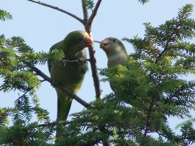Two wild baby Quaker Parrots nosh on fresh pine cones in Brooklyn's Green-Wood Cemetery.