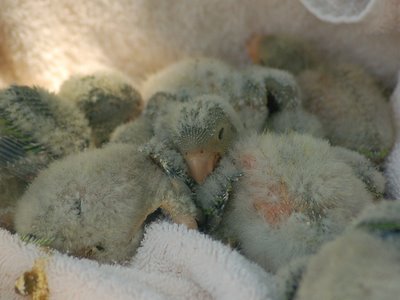 These young baby Quaker Parrots are only a few weeks old.
