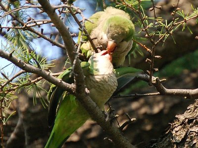 Mother monk parrot effecting beak-to-beak nutrition transfer