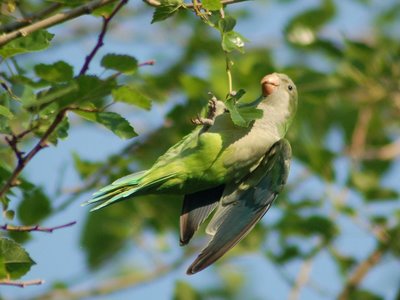 A wild baby Quaker Parrot in Brooklyn's Green-Wood Cemetery dangles from the end of a branch.