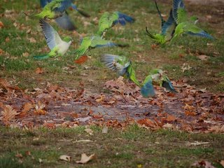 The wild Bronx parrots take to the air after a refreshing bath