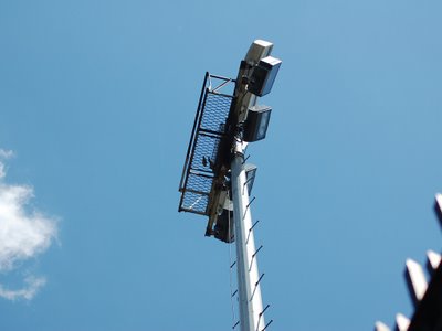 Wild parrot nest removals at Brooklyn College, June 2007. Photo 3 of 3