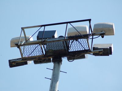 Wild parrot nest removals at Brooklyn College, June 2007. Photo 2 of 3