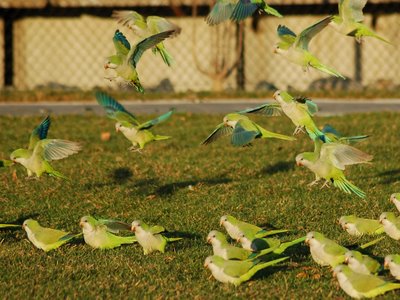 Wild Quaker Parrots Taking Off, Edgewater, New Jersey, Photo 5 of 9