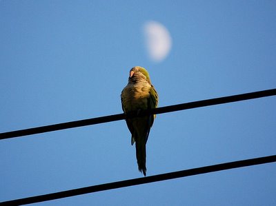 A wild Bay Ridge monk parrot on a power line watches the darkening sky