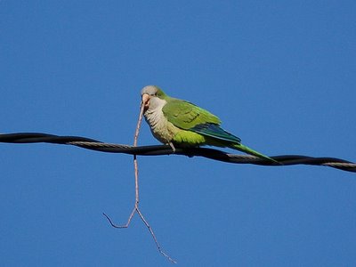Wild monk parrot on wire over Brooklyn's Avenue I