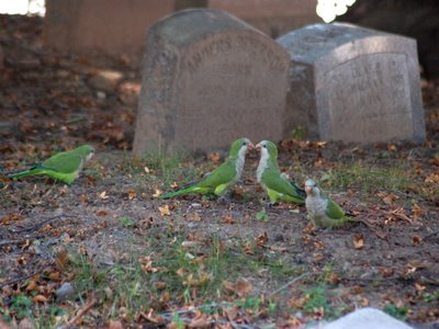 Wild Quaker Parrots at Brooklyn's Green-Wood Cemetery visit a nearby grave site