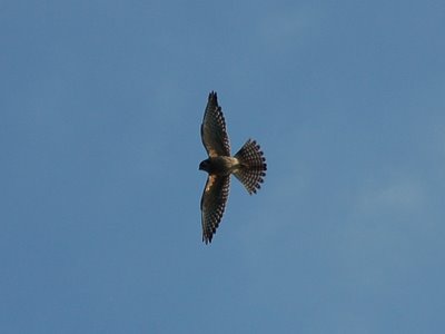 A marauding Peregrine Falcon in Brooklyn's Green-Wood Cemetery intends to disrupt the parrots' annual Labor Day celebration. Photo by Steve Baldwin.