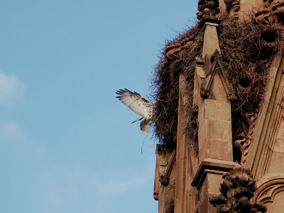 A deadly Peregrine Falcon attacks a wild Quaker Parrot nest in Brooklyn's Green-Wood Cemetery. Photo 2 of 2. Photo by Steve Baldwin.