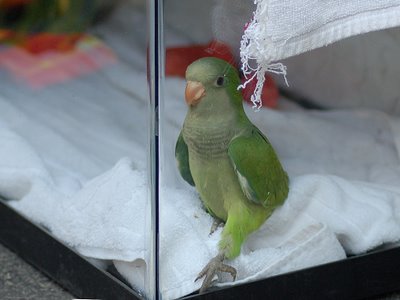 A wild baby Quaker Parrot looks out from his Critter Tank.