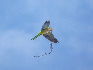 Quaker parrot in flight