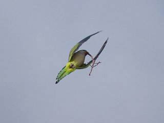 Quaker parakeet in flight with twig in beak