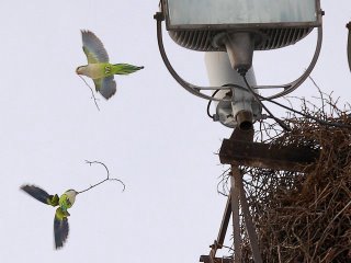 Two quaker parakeets bring twigs to their nests