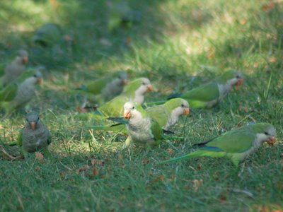 Wild Quaker parrots foraging for beechnuts at Brooklyn's Green-Wood Cemetery