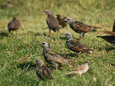 A group of starlings in Brooklyn's Green-Wood Cemetery