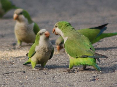 Elsewhere in the Cemetery, there's a lot of arguing going on, and it's par for the course whenever you find wild Quakers undergoing their annual pre-mating season madness.  