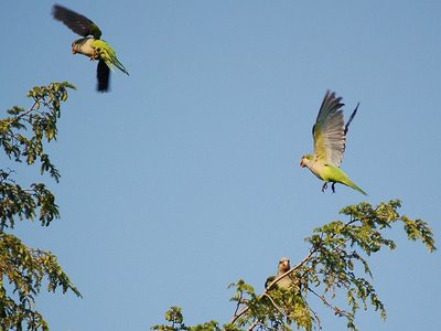 Two parrots hover over a pine tree at Greenwood Cemetery