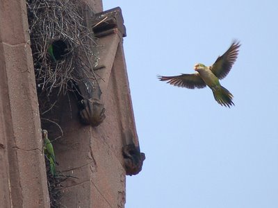 A monk parrot prepares to make a landing at the Greenwood Cemetery gate