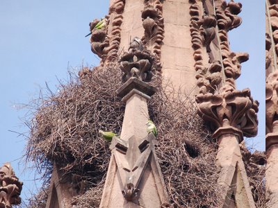 Monk parrot nests integrate well with the visual elements of Greenwood Cemetery gate.