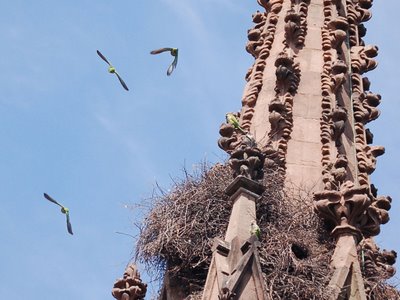 Monk parrot aerobatics at Greenwood Cemetery Gate, Brooklyn, NY