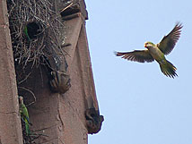 Senegal parrot for sale picture