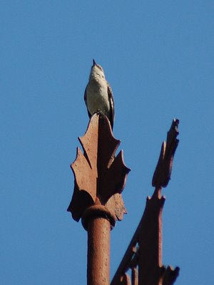 A mockingbird at Brooklyn's Green-wood cemetery enjoys his newfound fame.