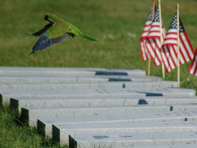 A wild Quaker Parrot in Brooklyn's Green-Wood Cemetery visits the headstone marker of George Mason, Pvt, Co C, 6 NY Infantry, 1830-1862, who was mortally wounded at the Second Battle of Bull Run. Photo 2 of 2