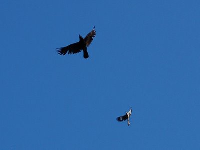 A mockingbird attempts to drive off a large crow at Green-Wood Cemetery's main gate. Photo 1 of 2