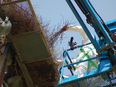 Workers carefully dismantle a wild Quaker Parrot Nest in the Bronx, June 7, 2007