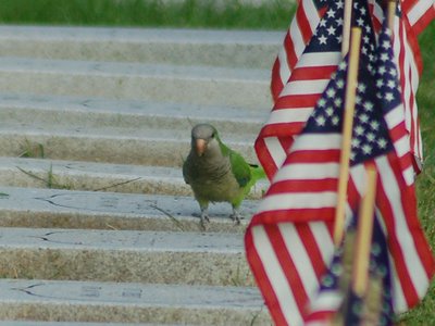 A wild Quaker Parrot pays his respect to the Forgotten Civil War Veterans of Green-Wood Cemetery. Photo by Steve Baldwin.