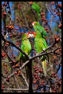Wild Conures in Queens, New York, January, 2010. Photo by Dominika Gardocka.