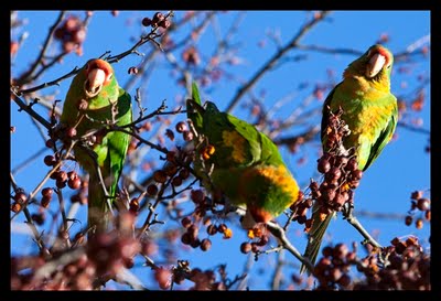 Wild Conures in Queens, New York, January, 2010. Photo by Dominika Gardocka.