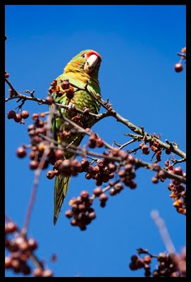 Wild Conures in Queens, New York, January, 2010. Photo by Dominika Gardocka.