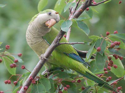 A wild monk parakeet munches on berries in the Bronx