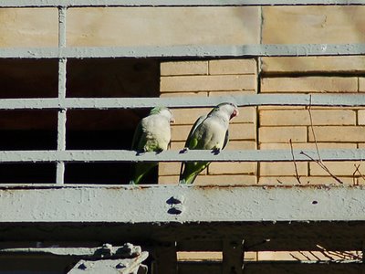 A pair of Quaker Parrots perches on a fire escape on 103rd Street