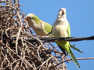 Wild parrots in nyc picture