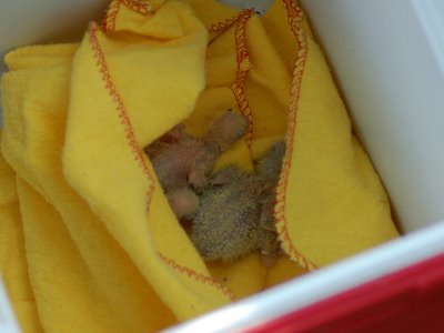 These baby Quaker Parrots, recovered from nests in Throggs Neck, the Bronx, New York, are only a few days old.