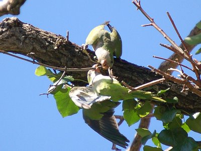 Two wild quaker parakeets struggle over a choice twig - photo 1 of 2