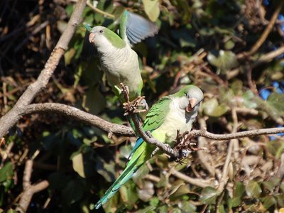 Two wild quaker parrots in Edgewater's Big W tree provide animated entertainment