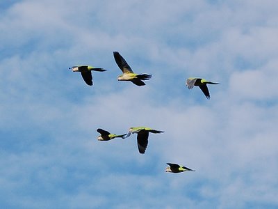 Six wild quaker parrots fly in tight flight formation over Edgewater