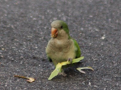 A wild Monk Parakeet eats a tasty Maple Tree Fruit at Brooklyn's Green-Wood Cemetery. Photo by Steve Baldwin.