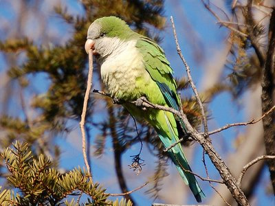 Wild monk parrot on Avenue I January 2006