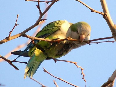 A wild Bay Ridge monk parrot works to liberate a twig from a tree