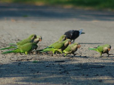 A group of wild Quaker Parrots in Brooklyn's Green-Wood Cemetery celebrate Labor Day after a raptor attack, September 3rd, 2007. Photo by Steve Baldwin