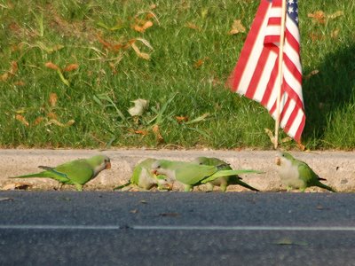 A group of wild Quaker Parrots celebrates Labor Day in Green-Wood Cemetery, September 3rd, 2007. Photo by Steve Baldwin.